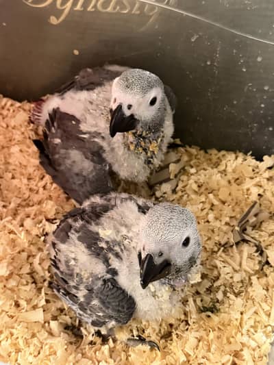 African grey chiks