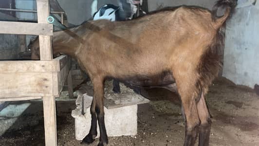 Goat | cross breed | good height and milk | bakri