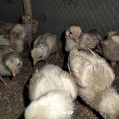 heera Aseel chicks for sale
