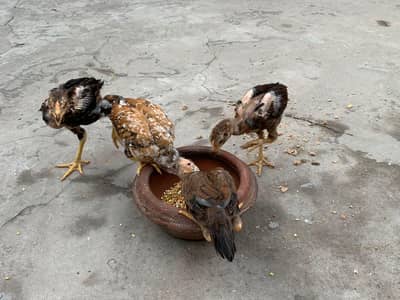Aseel Amroha chicks for sale