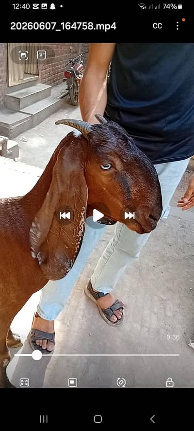nagri female 4 dant boht achi quality may whit   eyes may video ava