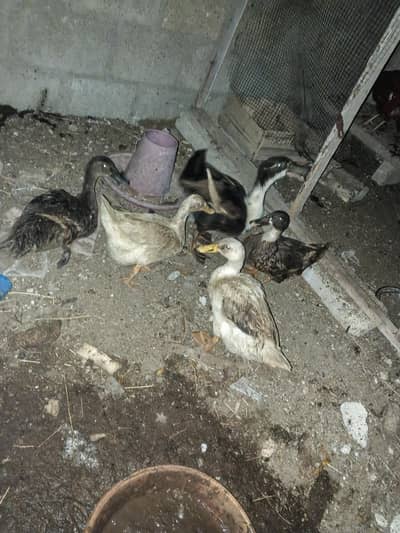 Ducks desi pair