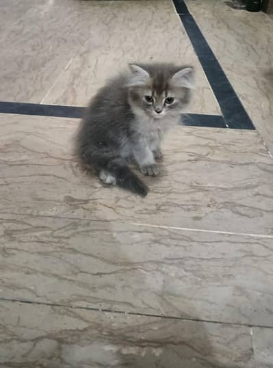Persian Cat tripple coat