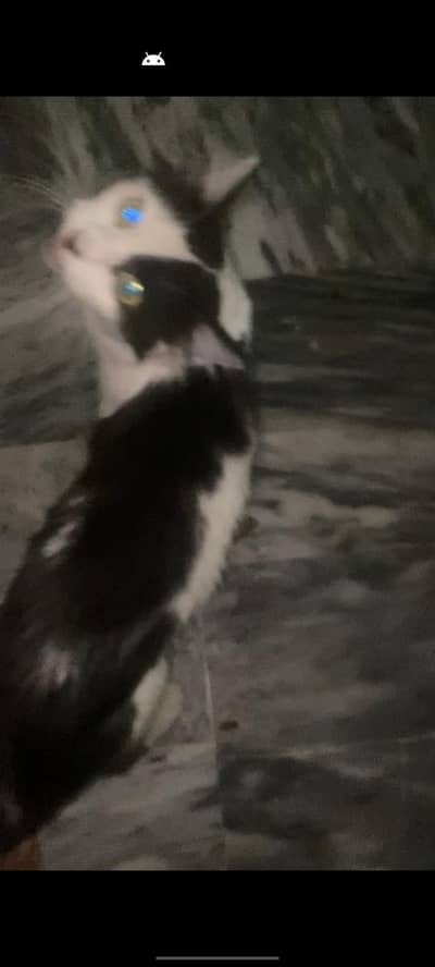 BEAUTIFUL RUSSIAN CAT WITH 4 KITTENS