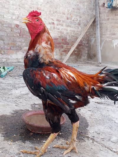 Aseel Murgha Murghi