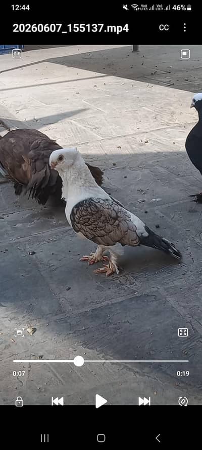 Fancy Pegions