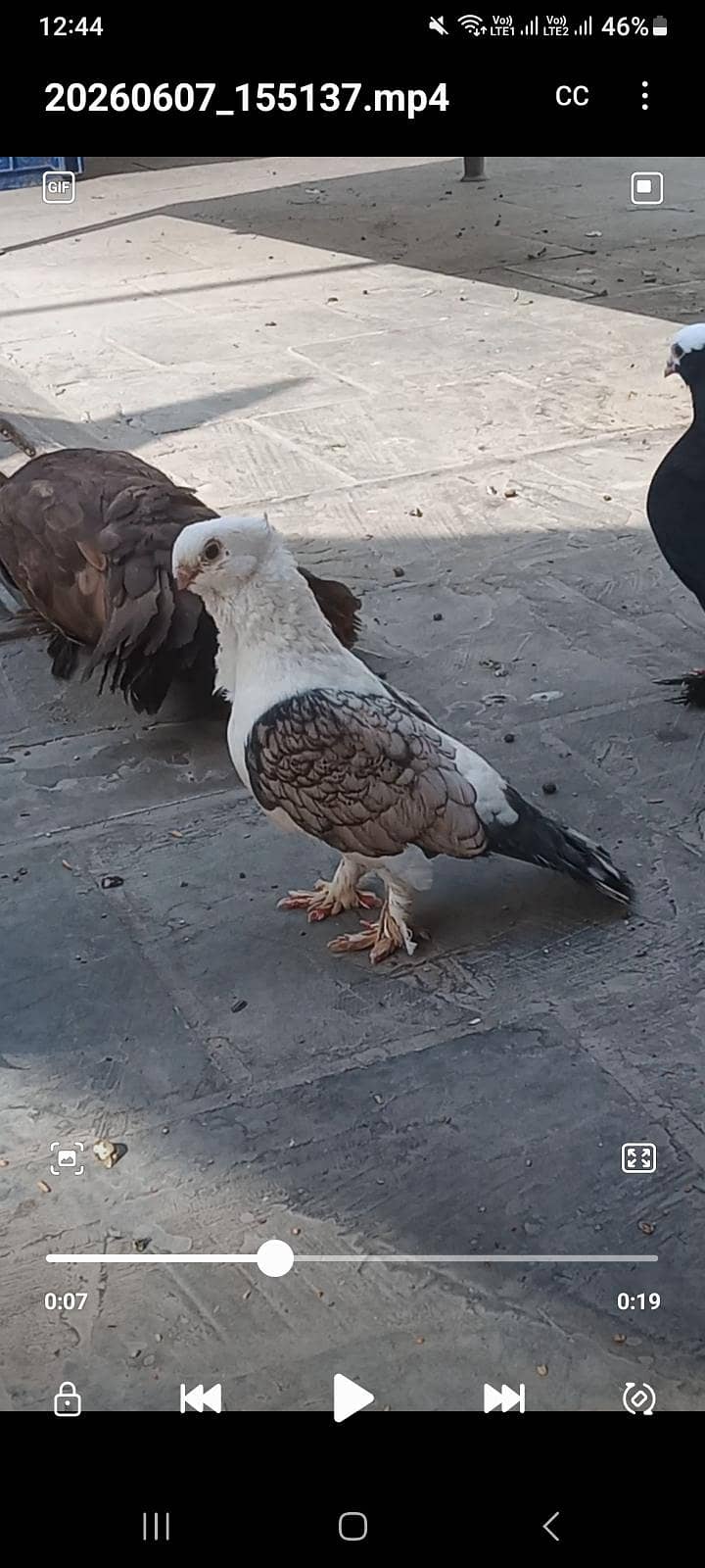 Fancy Pegions 0