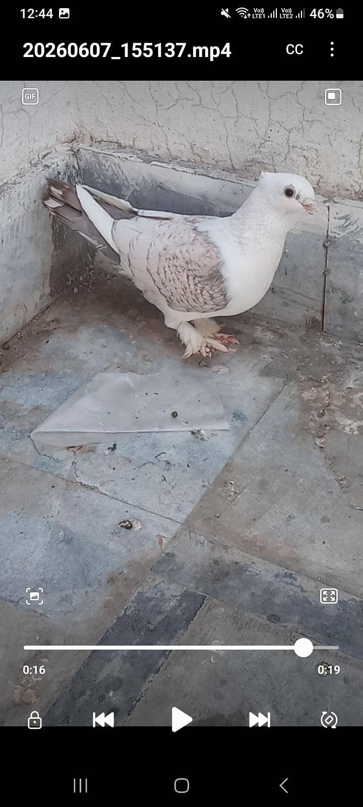 Fancy Pegions 1