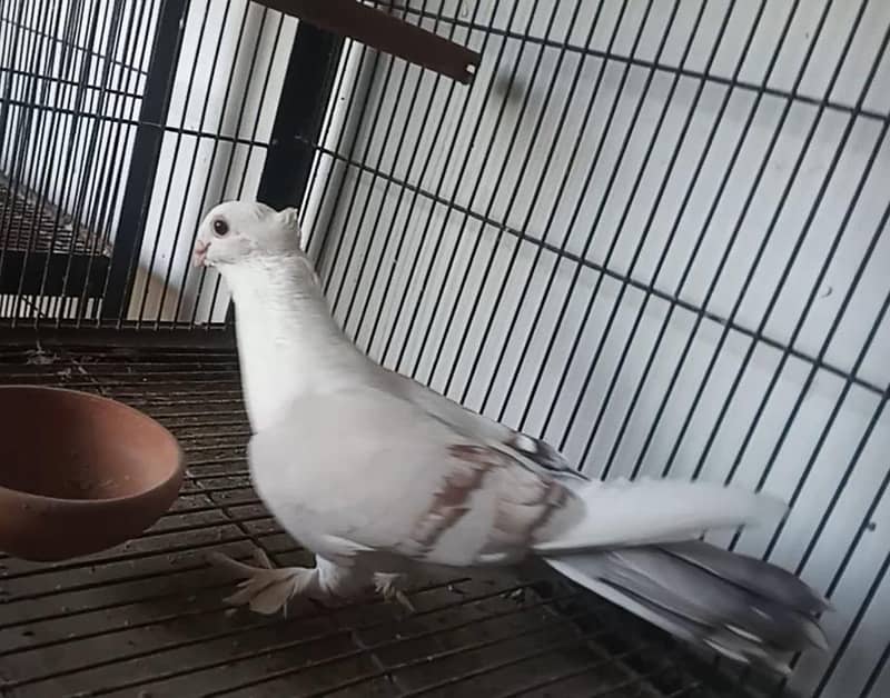 Fancy Pegions 2