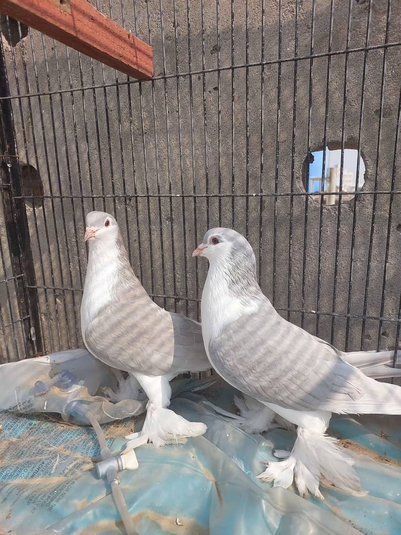 Fancy Pegions 3