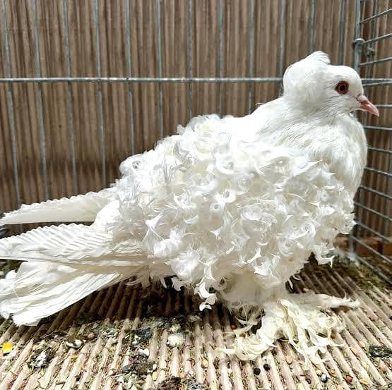 Fancy Pegions 4