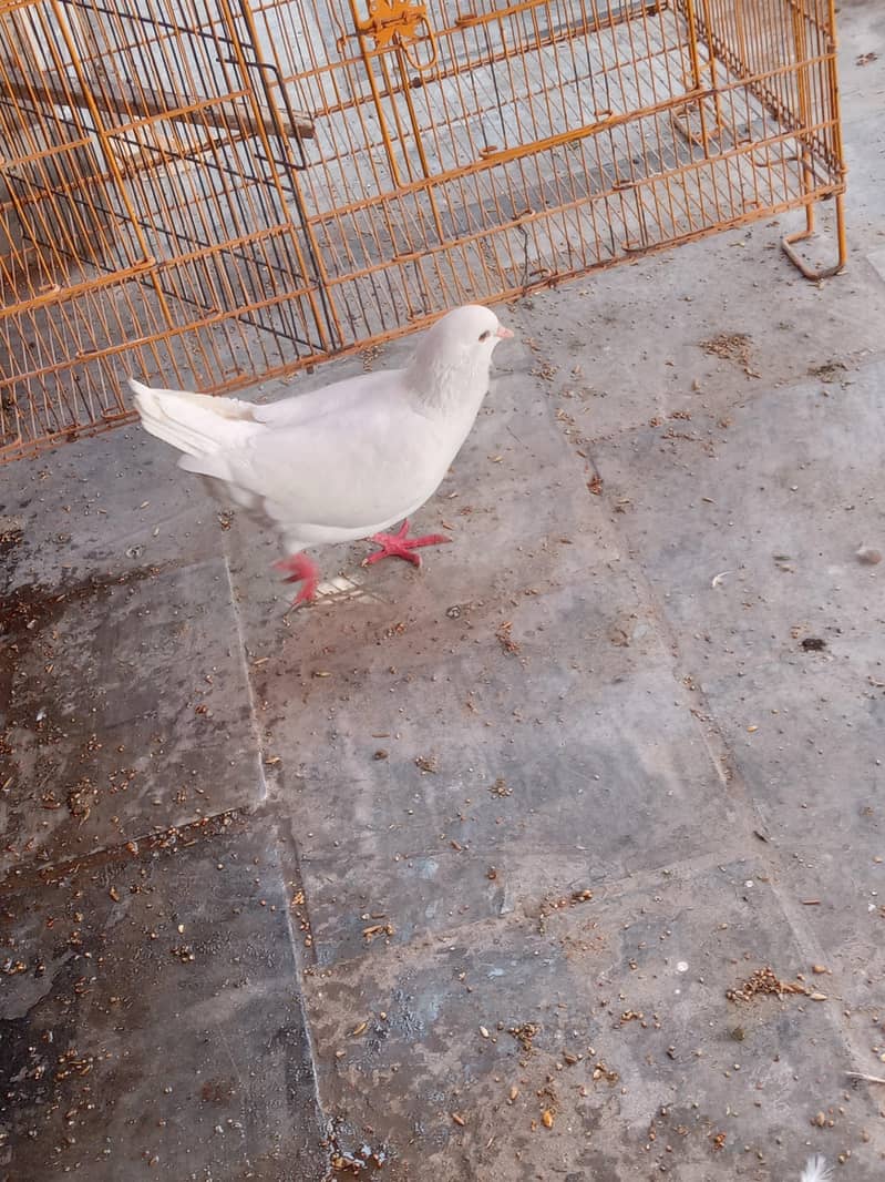 Fancy Pegions 5