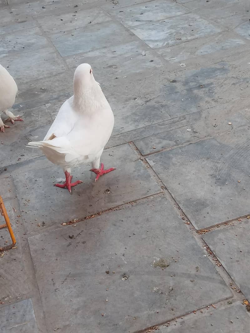 Fancy Pegions 6