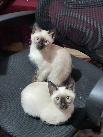 Siamese kittens Pair