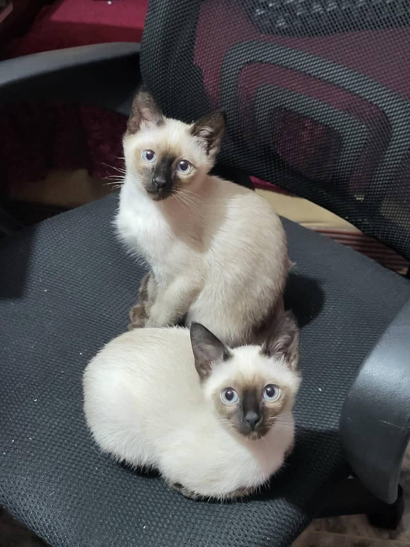 Siamese kittens Pair 0
