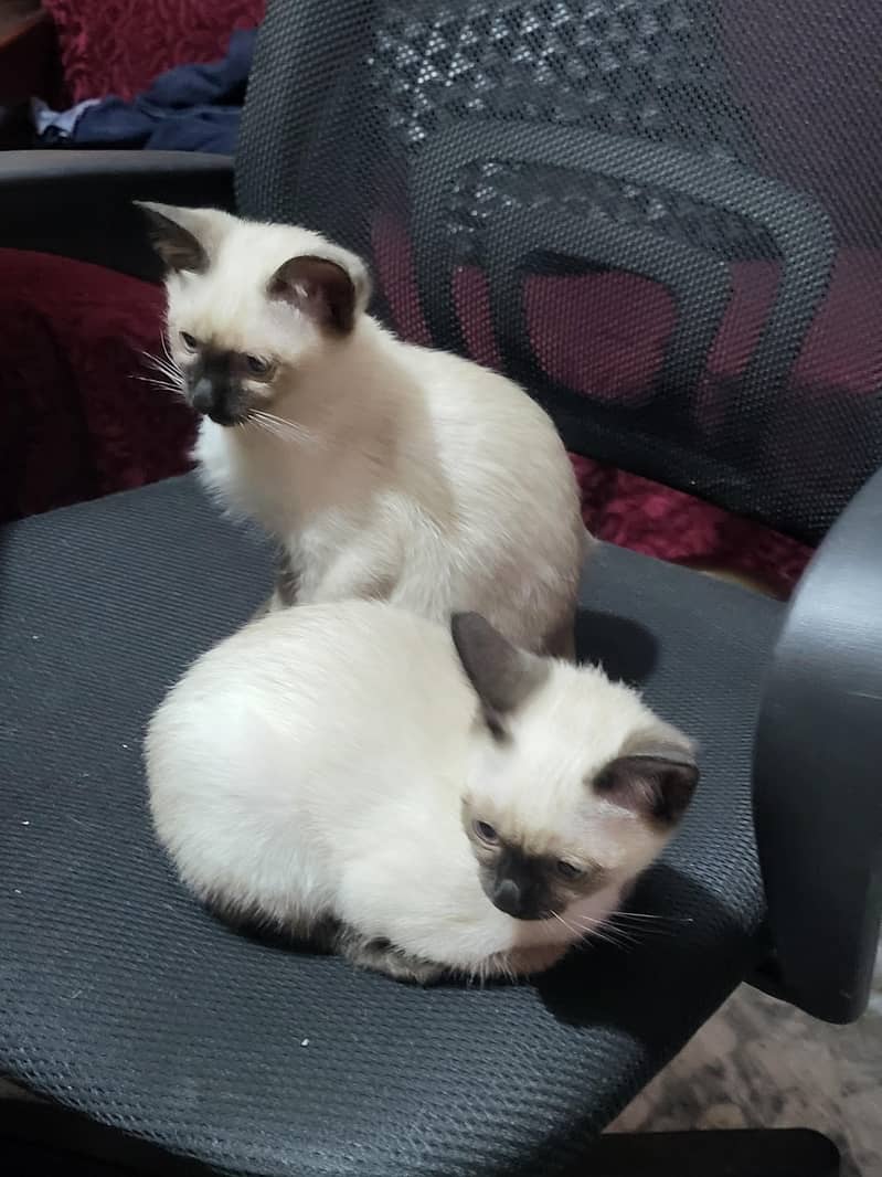 Siamese kittens Pair 1