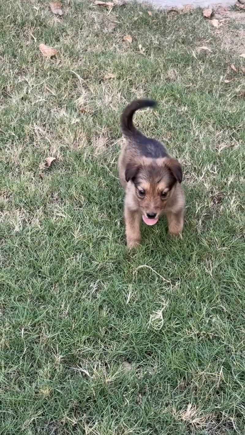 German Shepherd 0