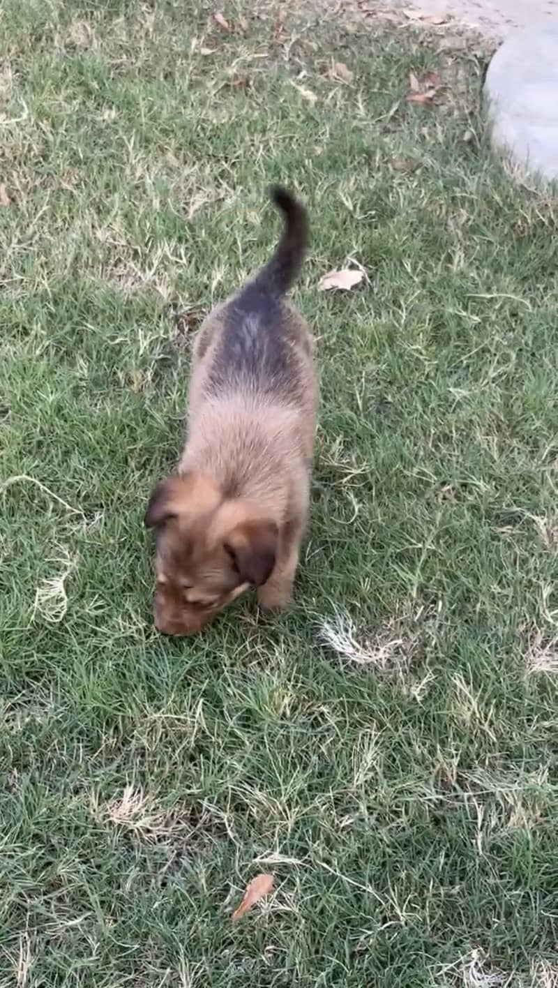 German Shepherd 1