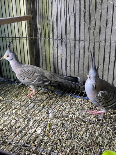 crested dove