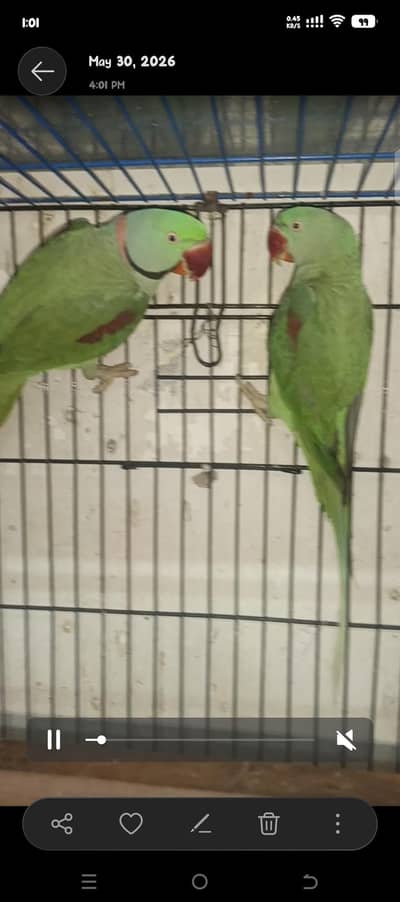 Kashmiri Parrot pair