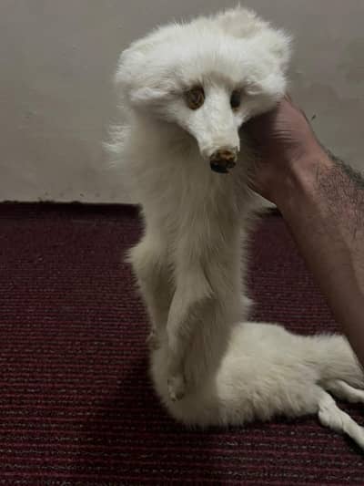 Premium Artificial Fox Pure White And Realistic