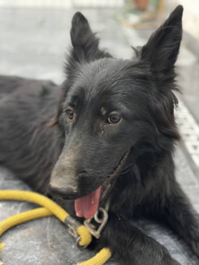 Black German Shepherd long Coat