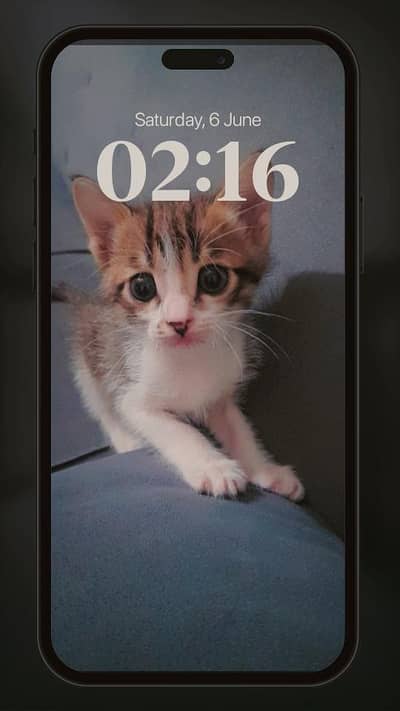 Cute and Healthy Kitten for Sale 