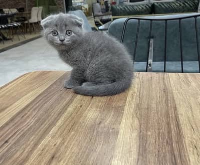 Scottish fold female kitten