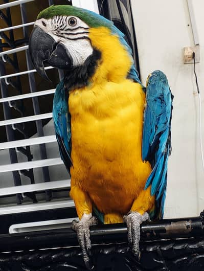 Blue and Gold Macaw