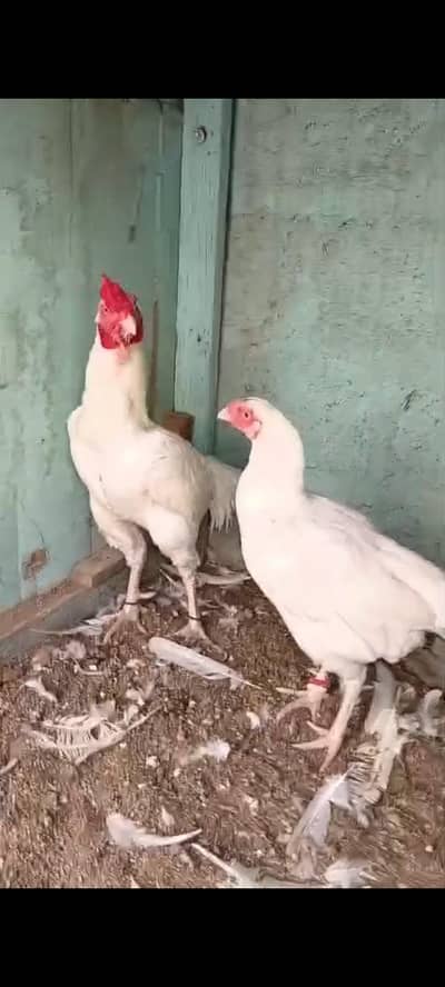 Aseel Heera Pair