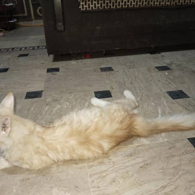 parshin cat light brouwn