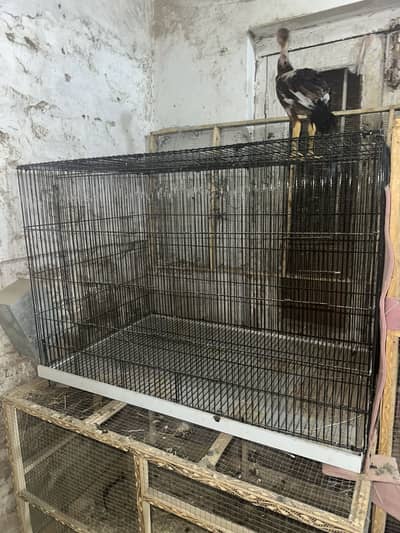 Strong Good Quality Cages and Brooder