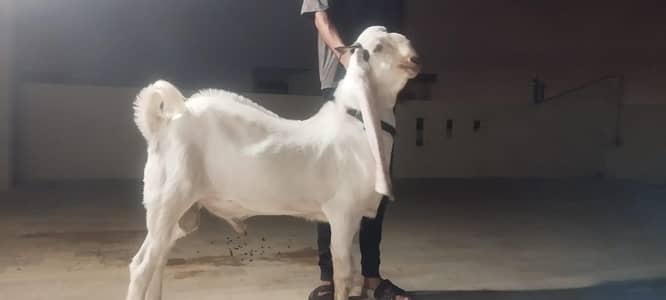 gulabi cross male bakra 10 months