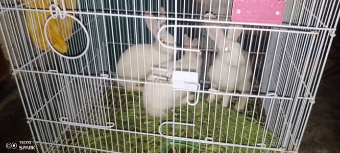 3 rabbits cag k Sath Sirf  7000 me
