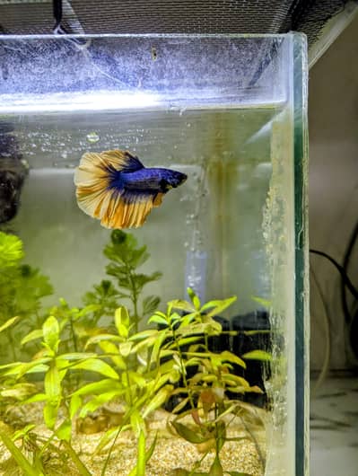Complete Betta Setup