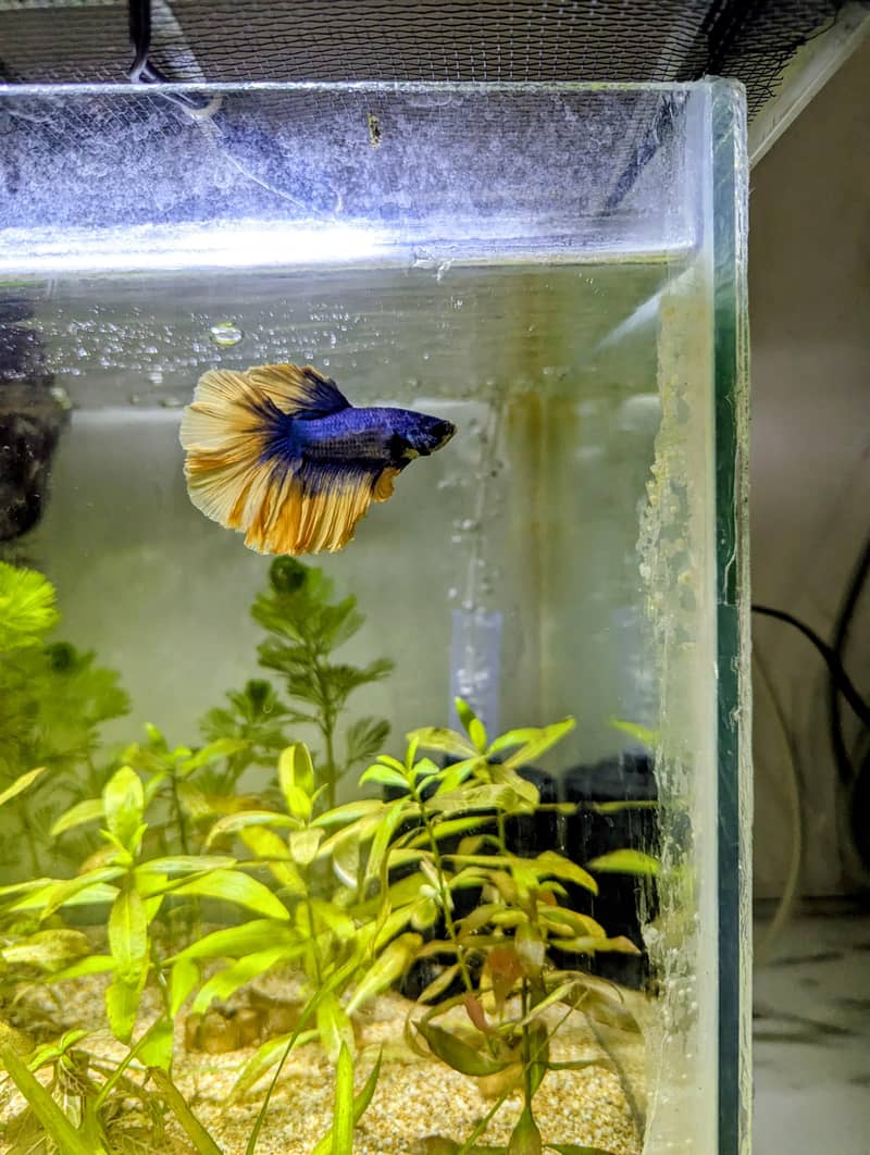 Complete Betta Setup 1
