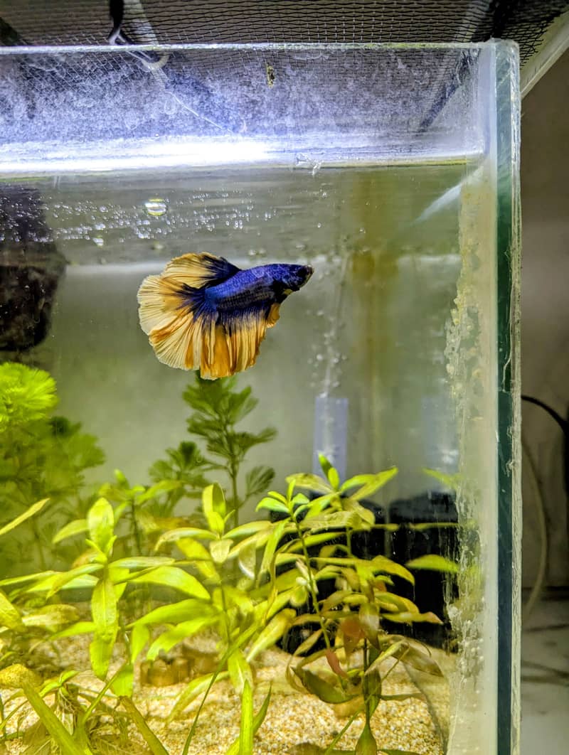 Complete Betta Setup 2