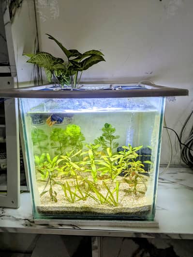 Complete Betta Setup