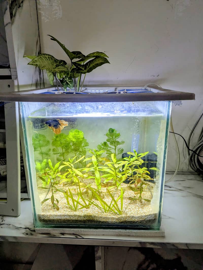 Complete Betta Setup 3