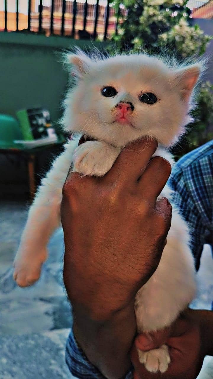 persian Cat 0