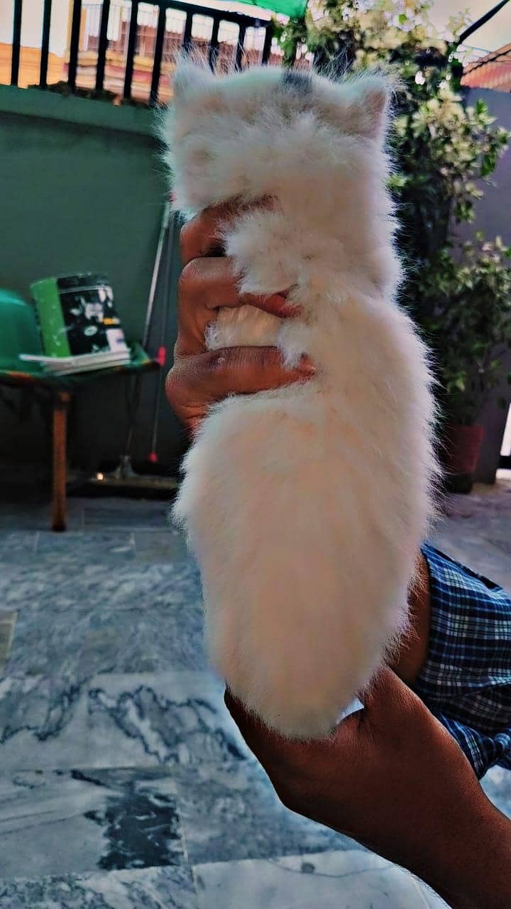persian Cat 1