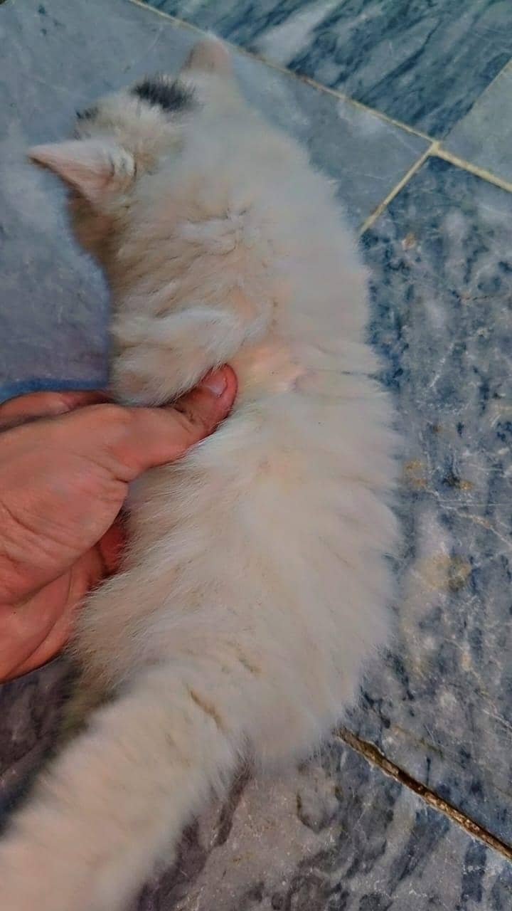 persian Cat 3
