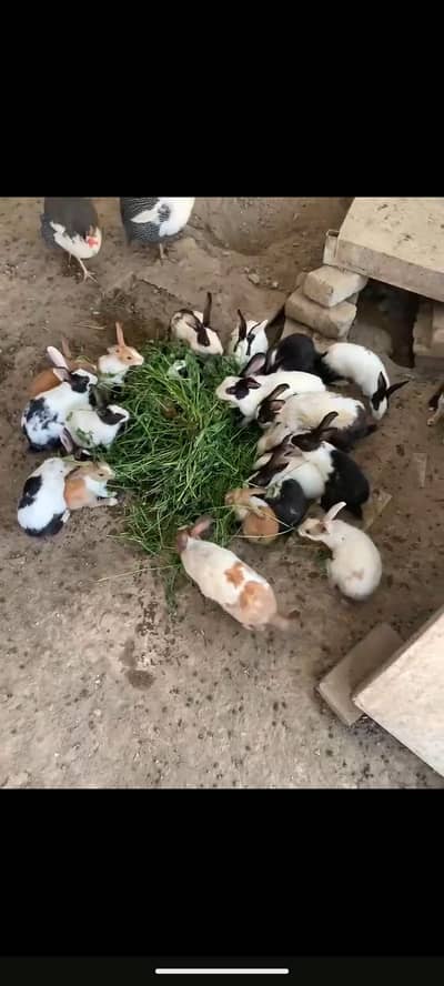 rabbits for sale male & female