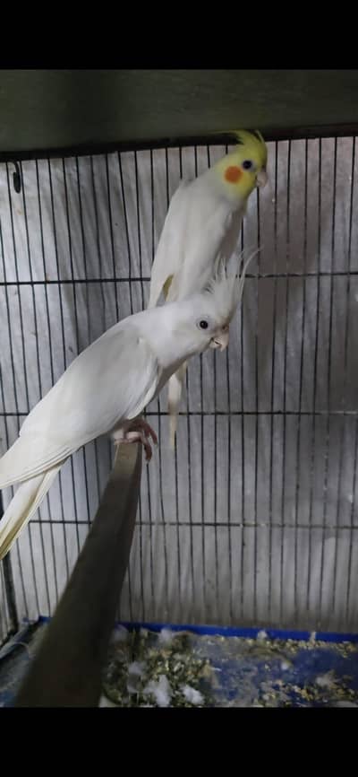 Cream and eno cockatiel