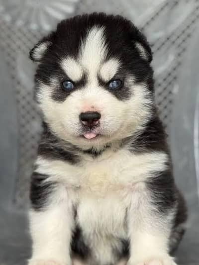 SIBERIAN HUSKY PUPPY