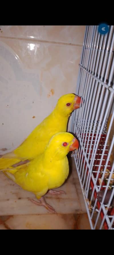 2 yellow Ringneck baby available