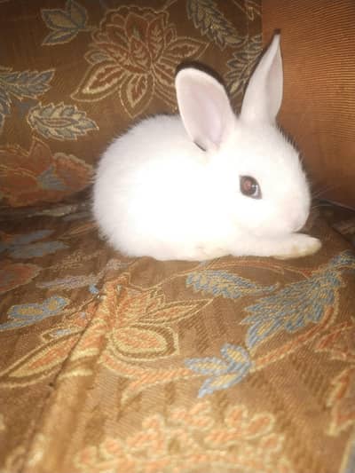 drwaf hotot bunny