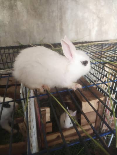 drwaf hotot bunny