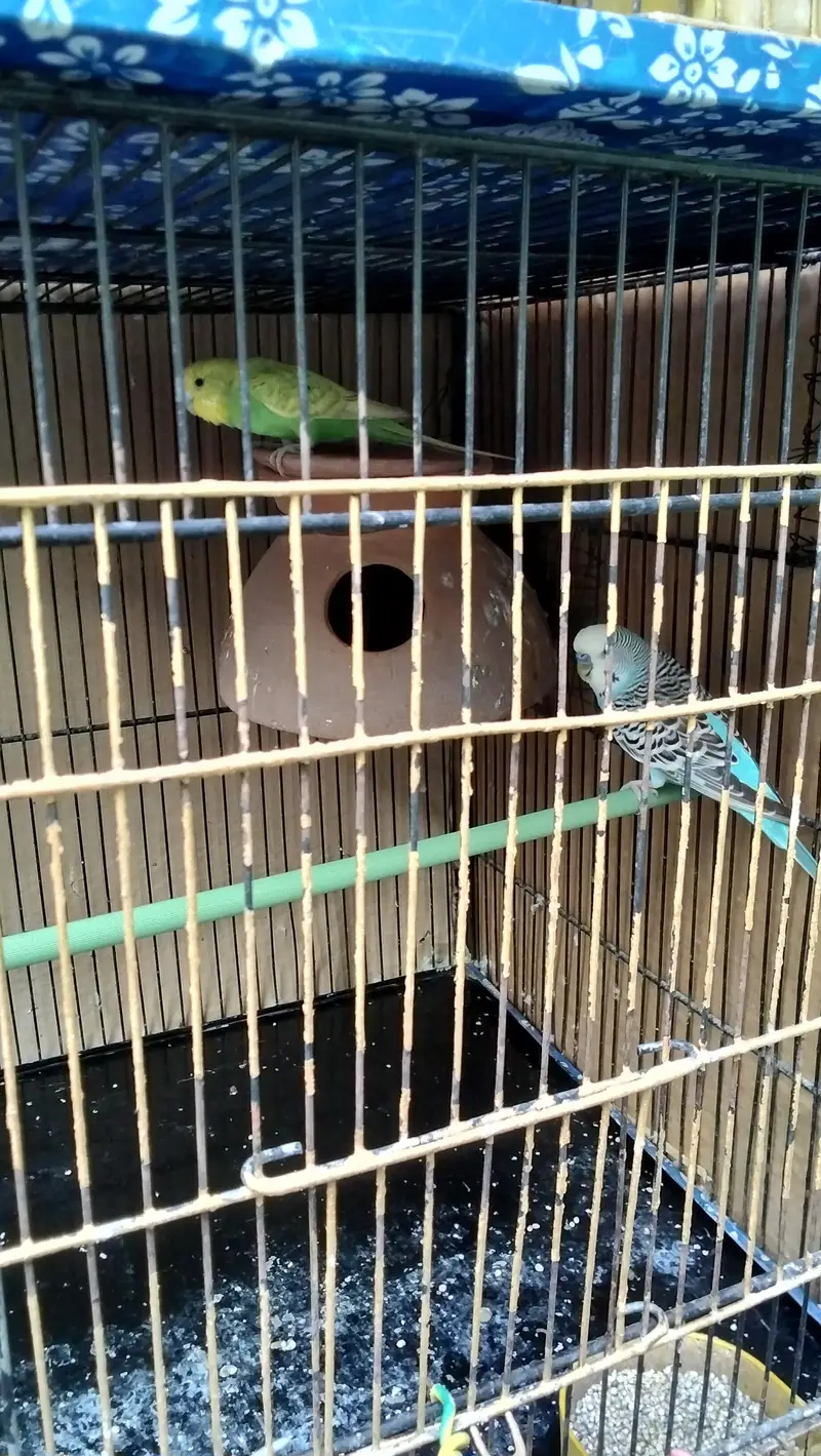 budgie for sell — photo 2