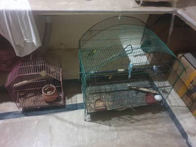 parrots + cages for sale